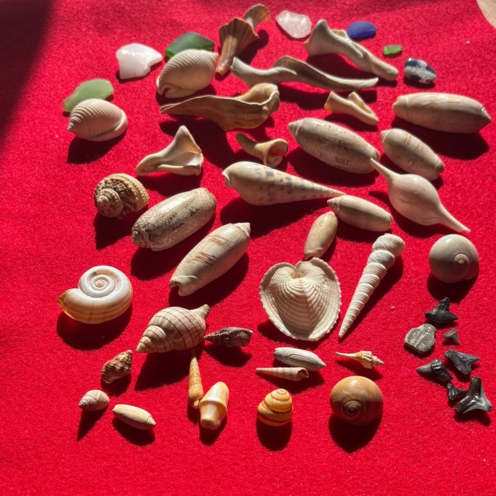 Natural Seashell Collection